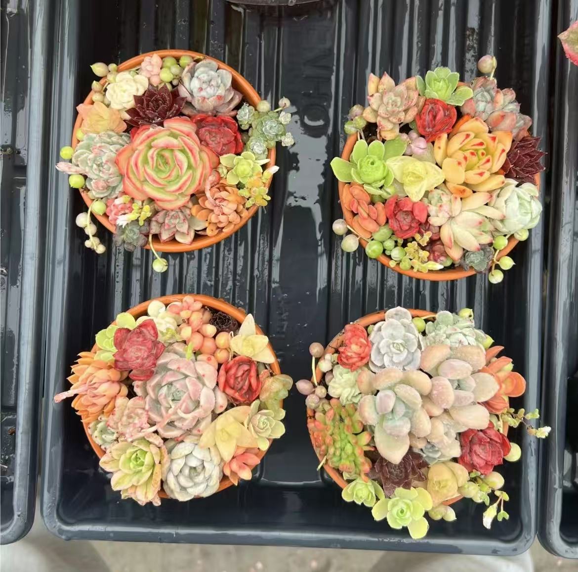 A variety of mini succulents