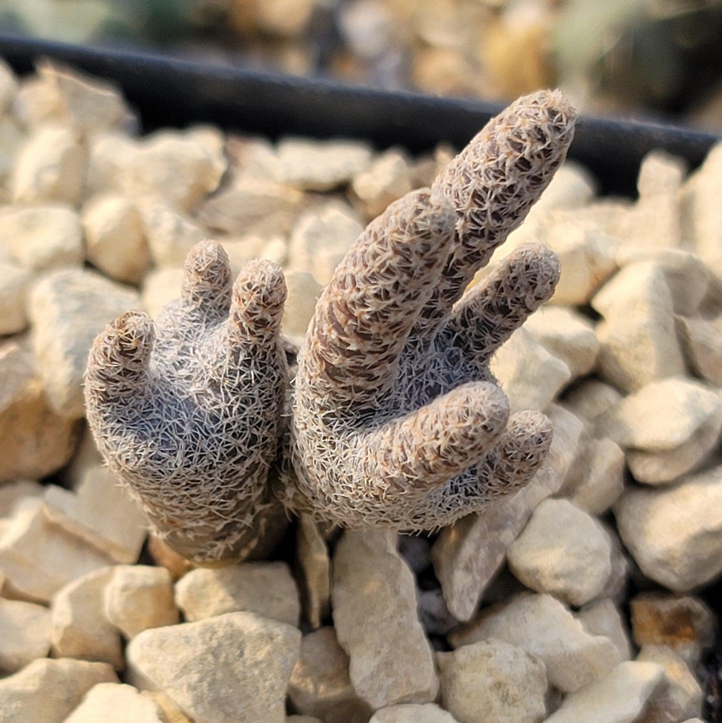 Puna clavarioides (Maihueniopsis clavarioides)