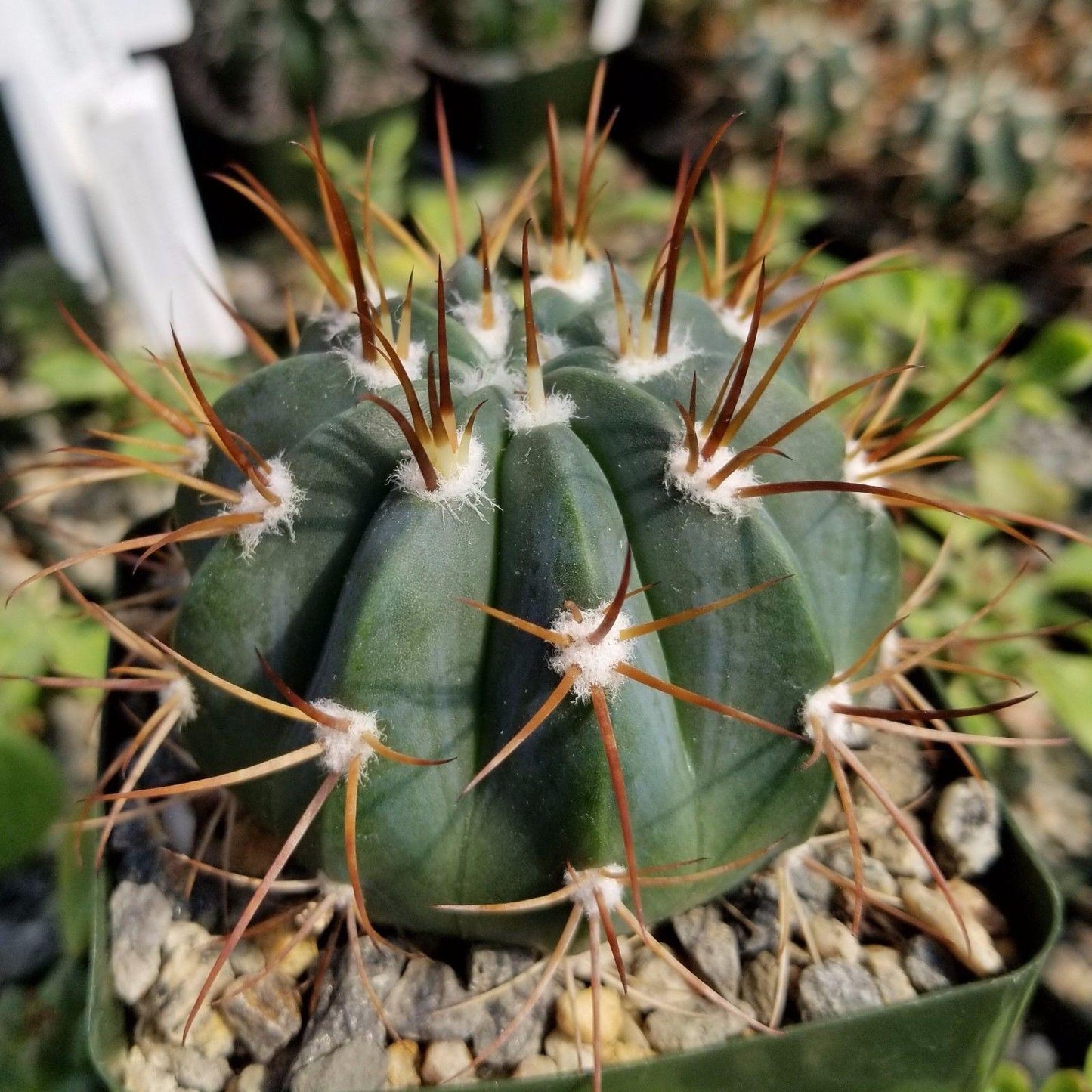 Melocactus levitestatus warasii