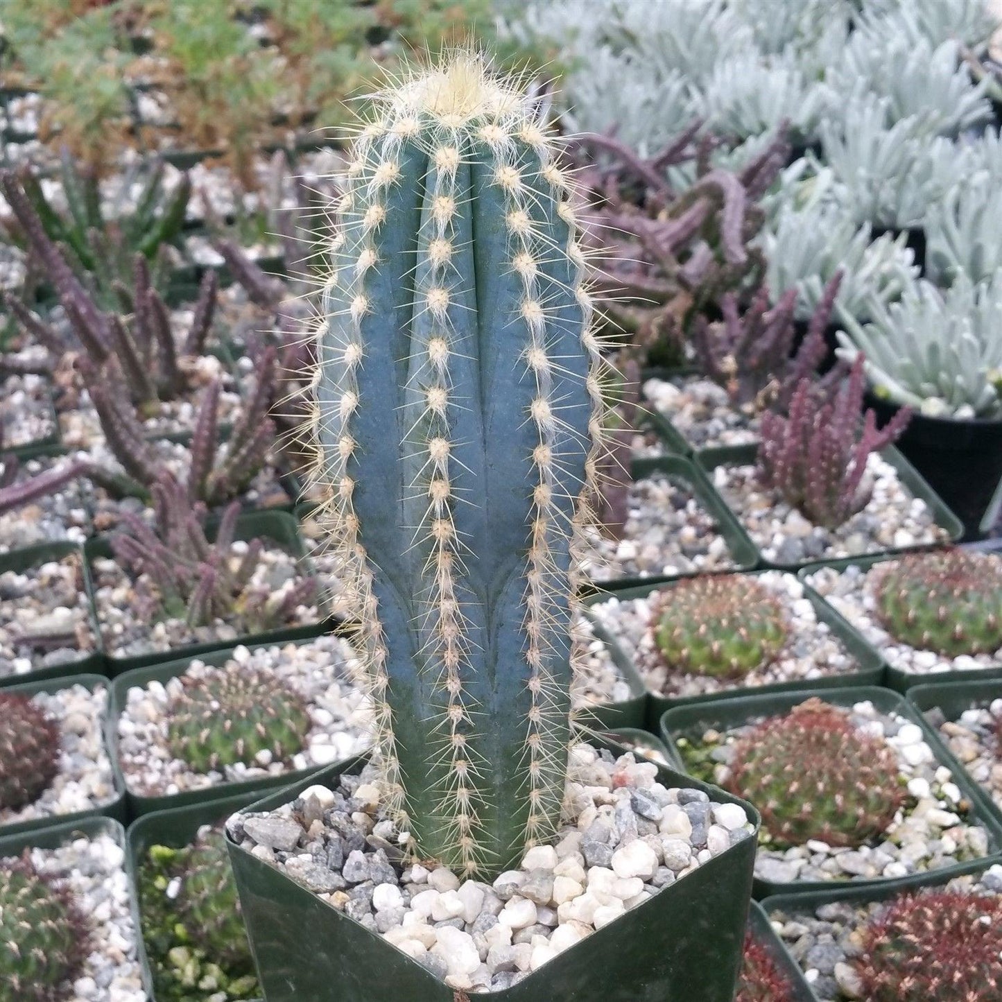 Blue Torch Cactus 'Pilosocereus pachycladus'