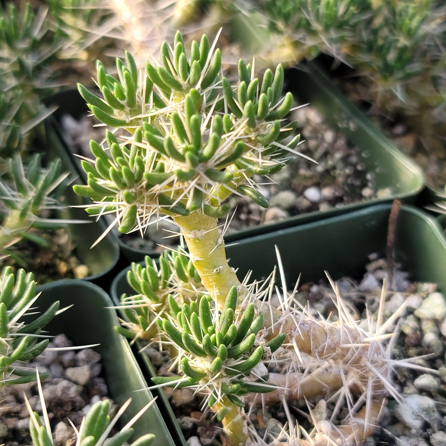 Maihuenia poeppigii