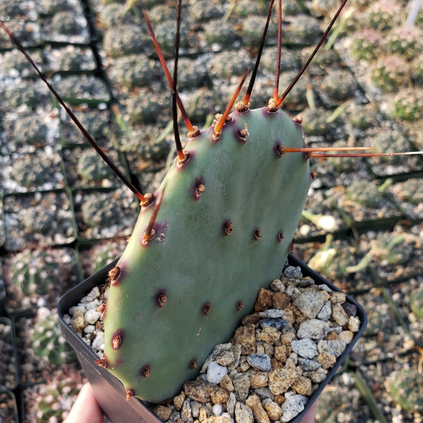 Purple Prickly Pear 'Opuntia macrocentra'