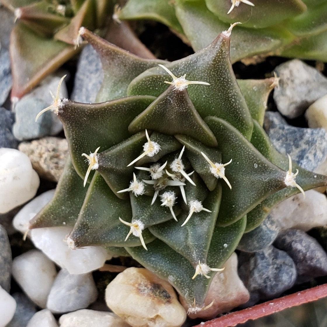 Obregonia denegrii