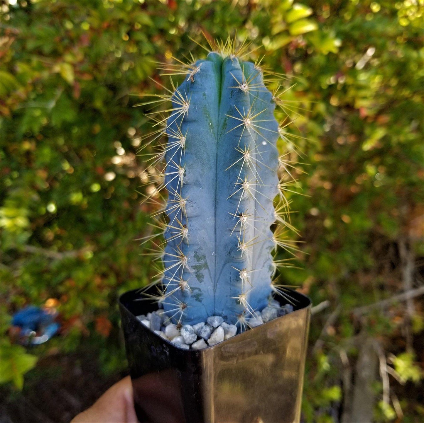Brazilian Blue Cactus - Blue Columnar Cactus 'Pilosocereus azureus'