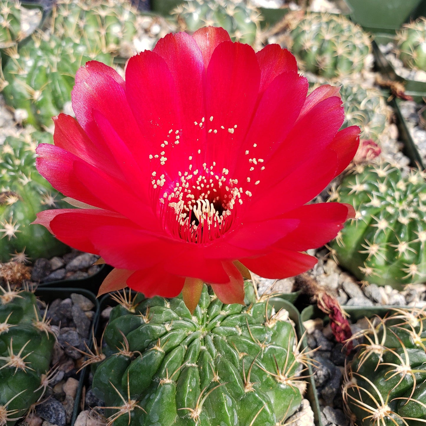 Lobivia prestoana