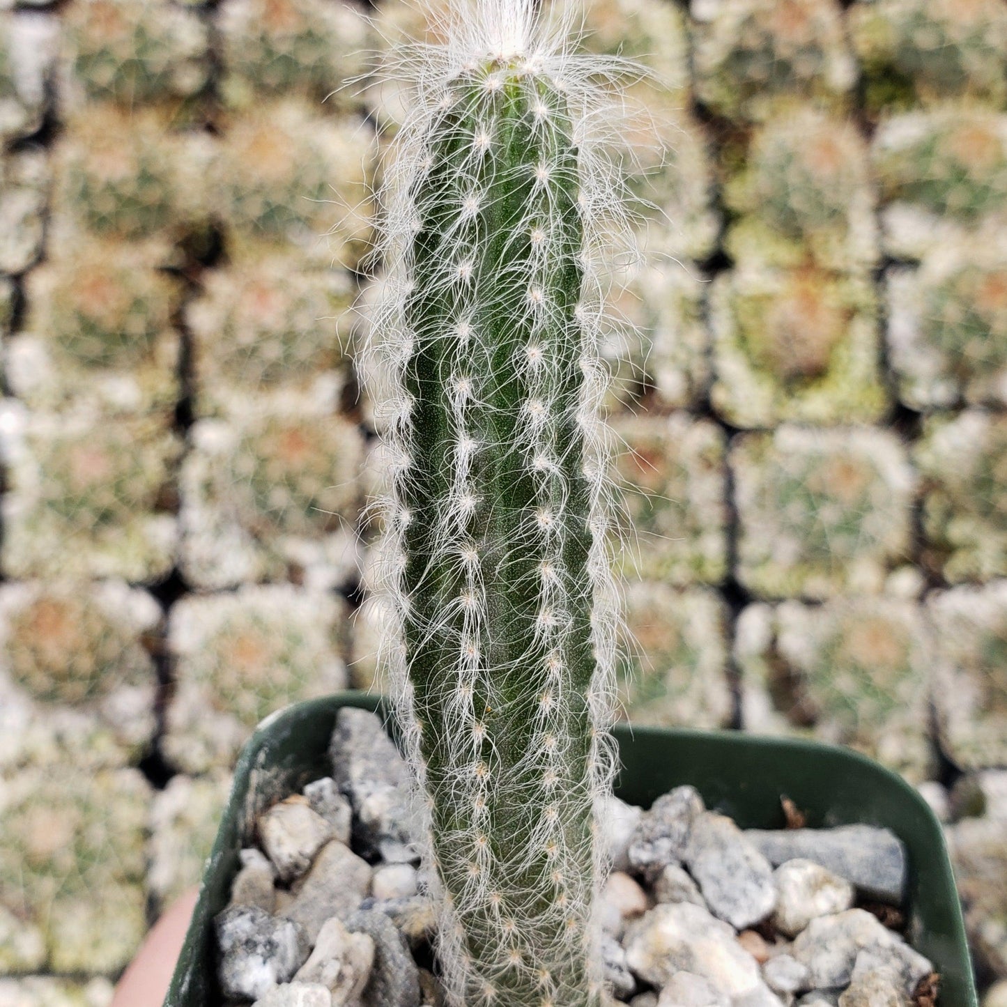 Wilcoxia schmollii