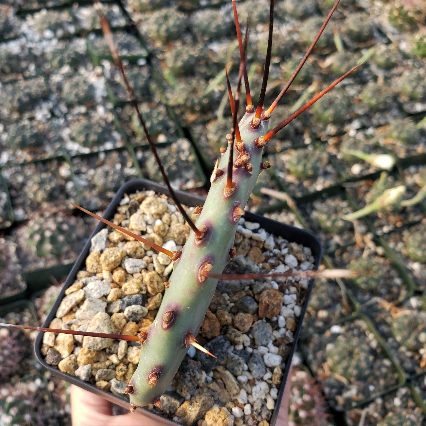 Purple Prickly Pear 'Opuntia macrocentra'