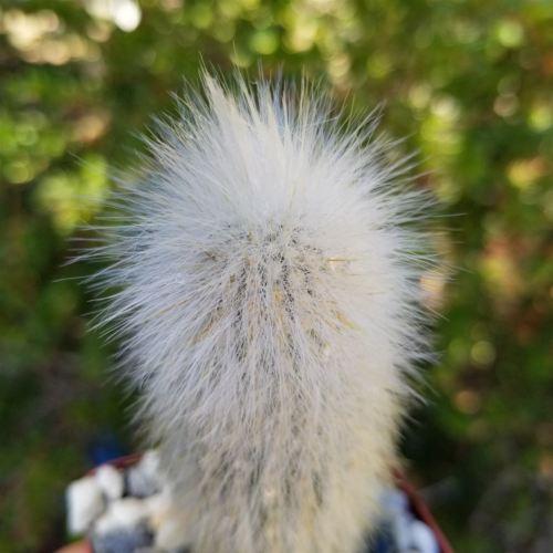 Silver Torch Cactus 'Cleistocactus strausii'