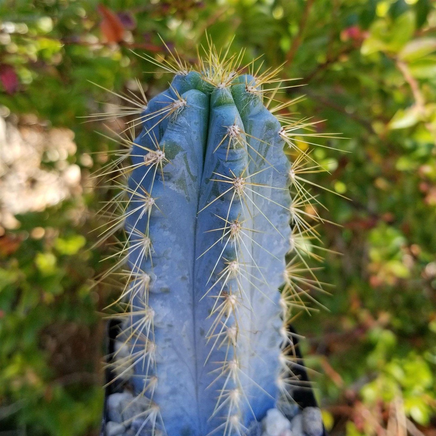 Brazilian Blue Cactus - Blue Columnar Cactus 'Pilosocereus azureus'