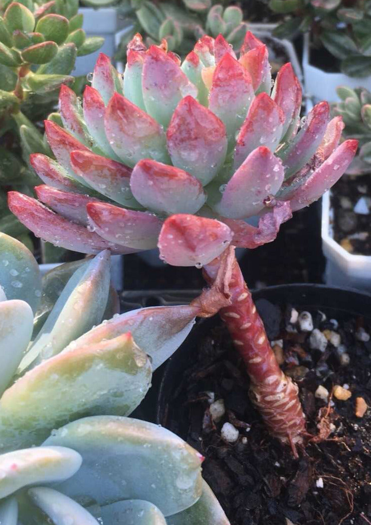 Sedeveria blue elf SMALL