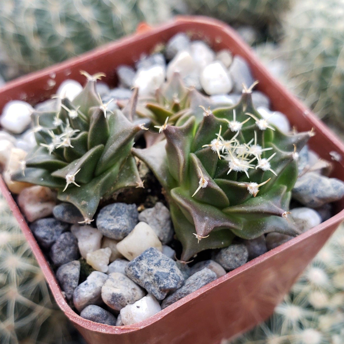 Obregonia denegrii