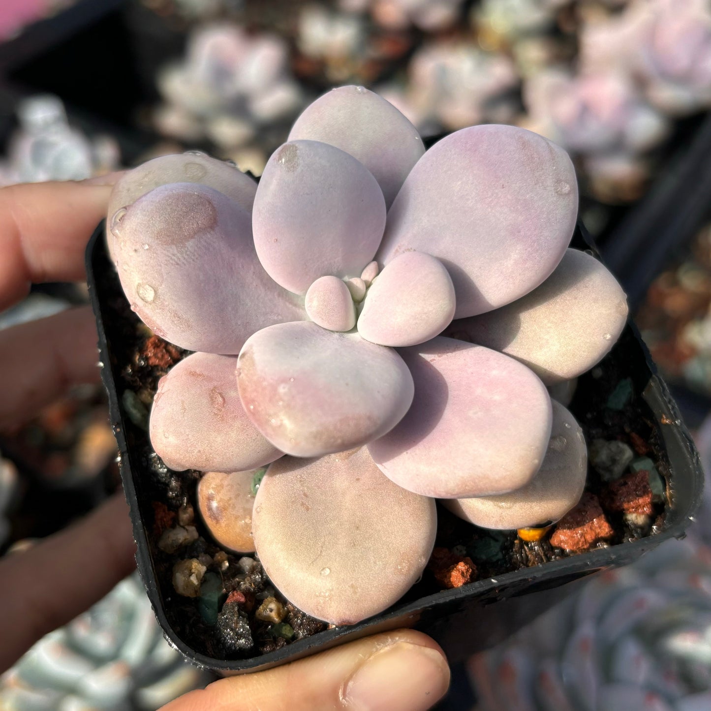 Specail!Graptopetalum Amethystinum Lavender Pebbles 桃蛋