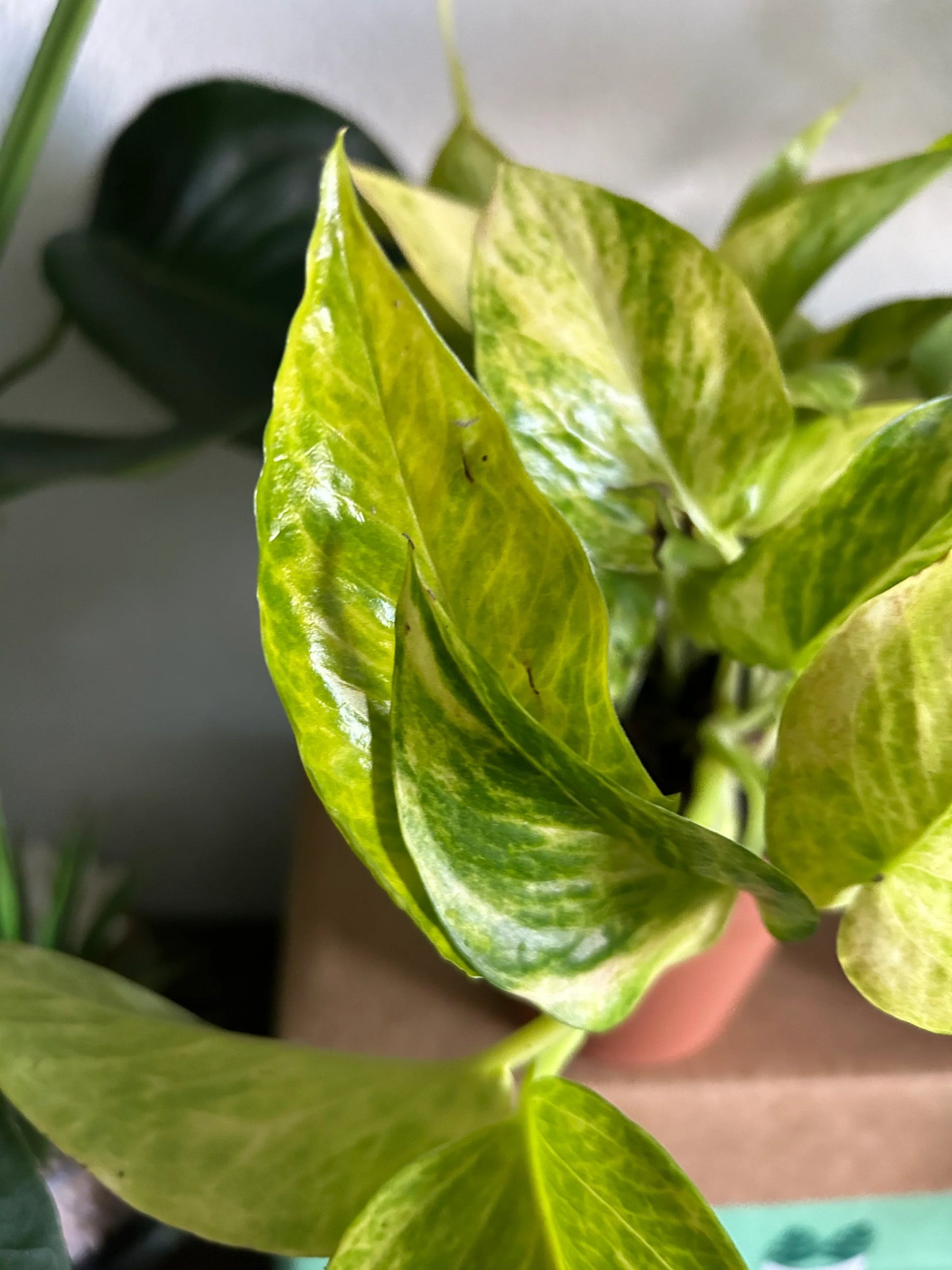 Pothos Variety Pack - 3 Assorted Plants