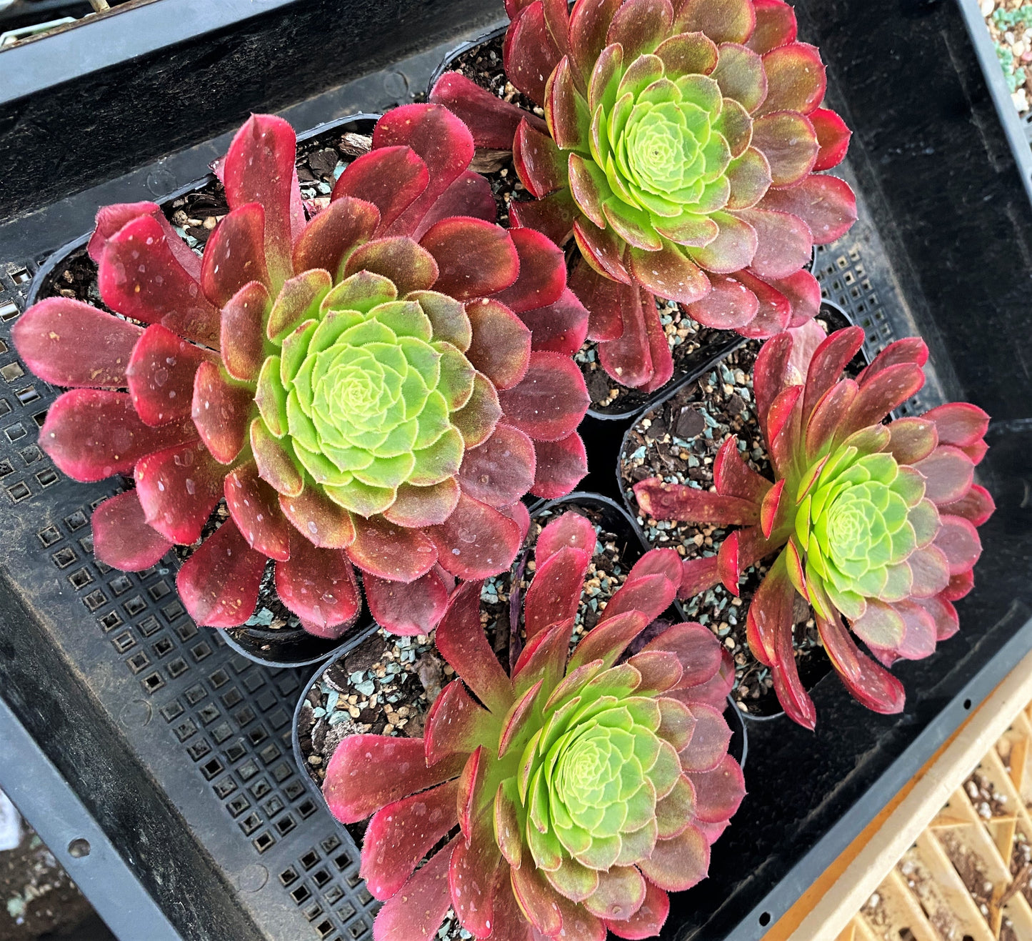 Aeonium fiesta