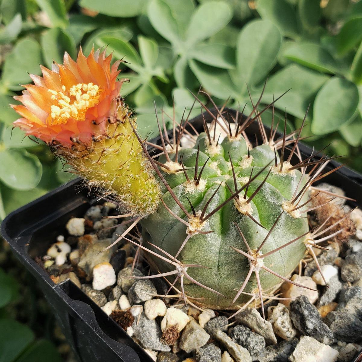 Acanthocalycium hoevenii
