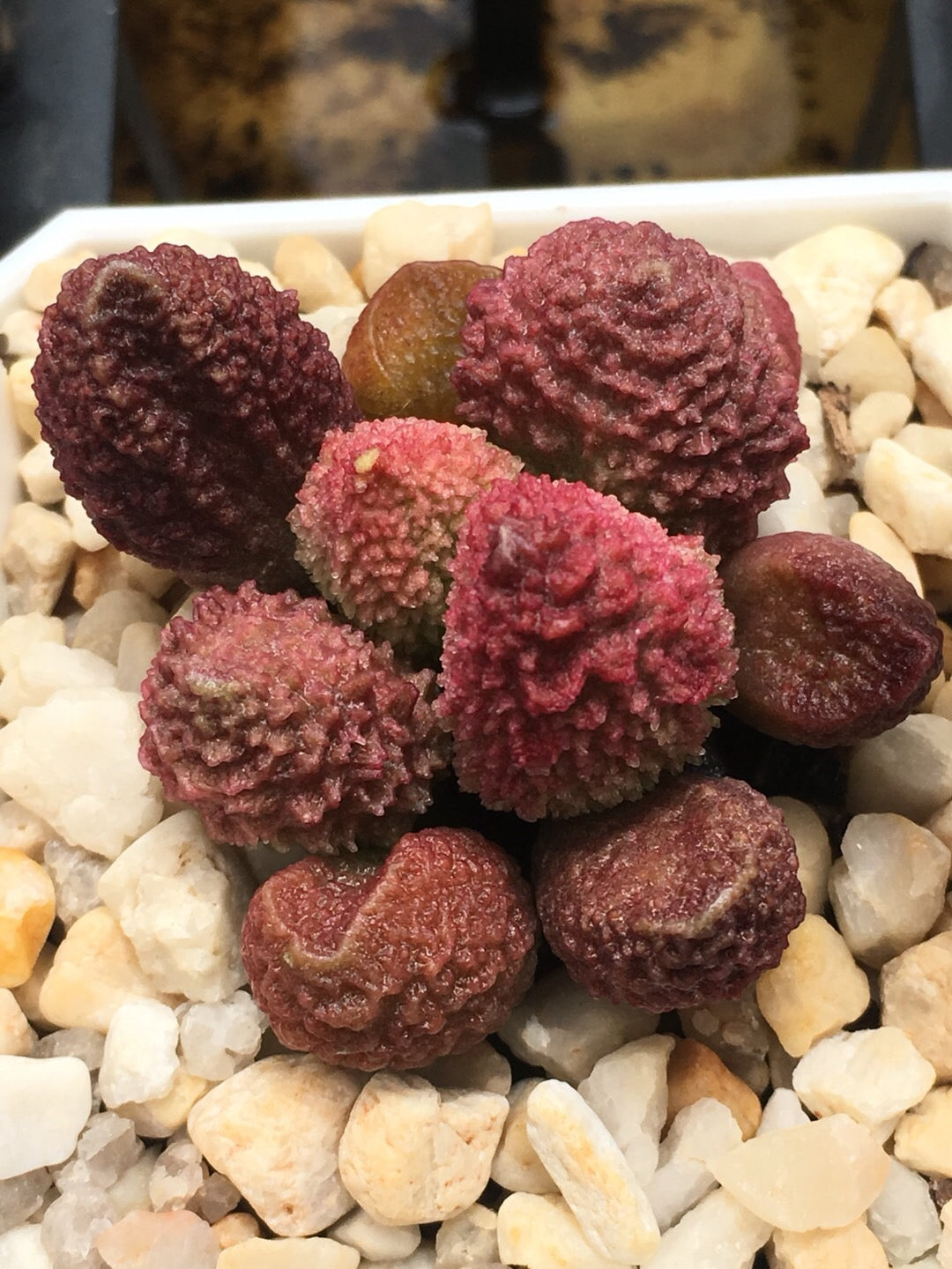 Adromischus marianiae 'Herrei'
