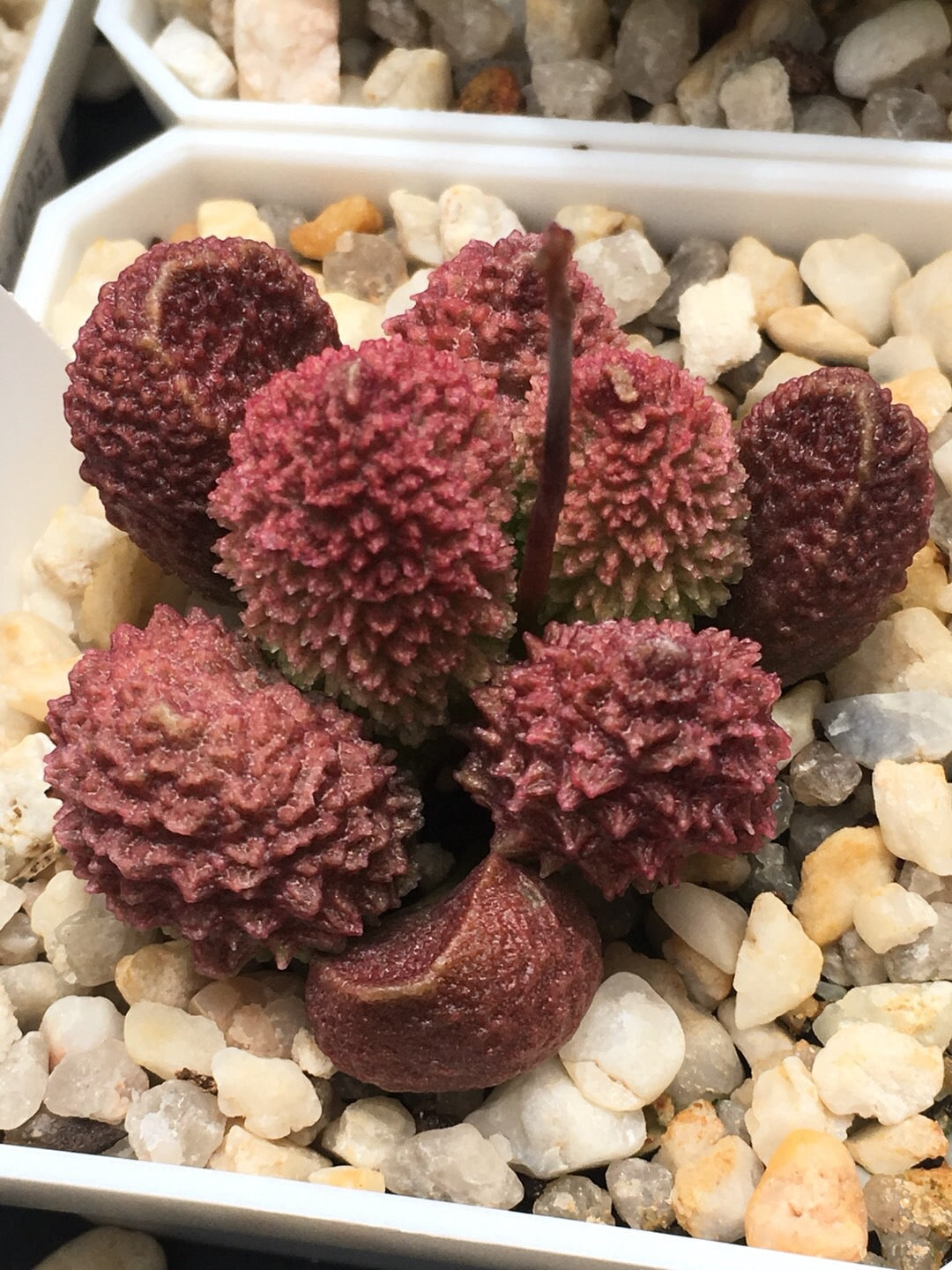 Adromischus marianiae 'Herrei'