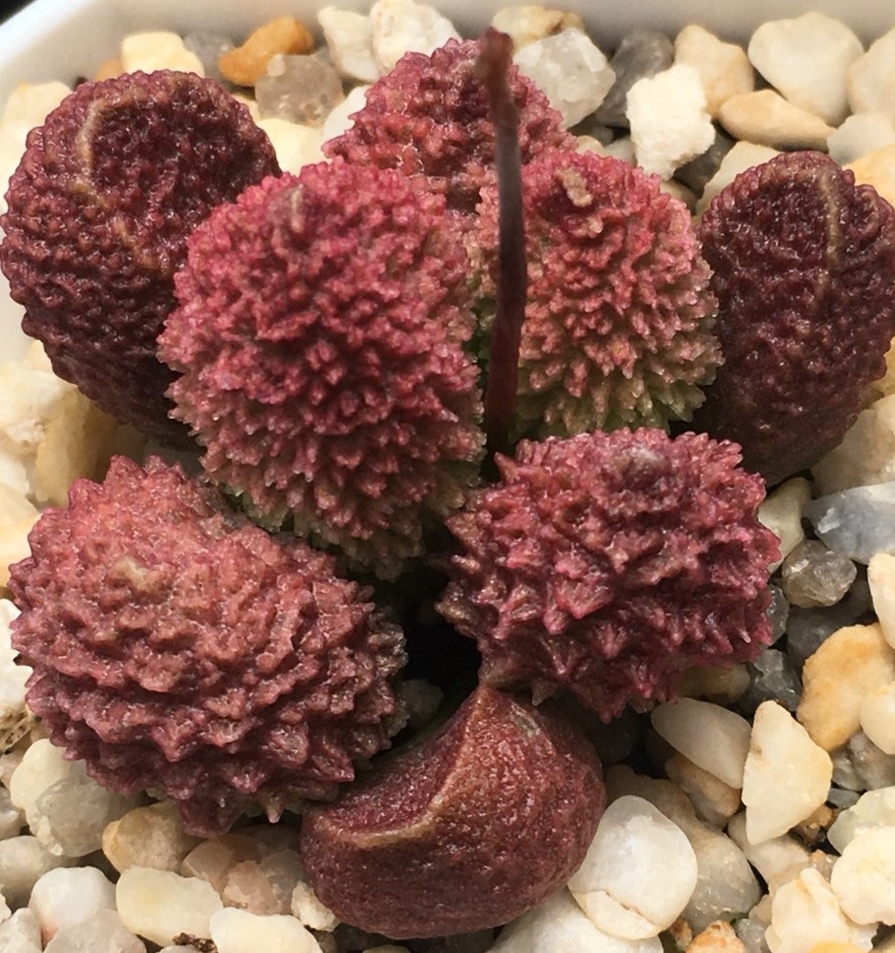 Adromischus marianiae 'Herrei'