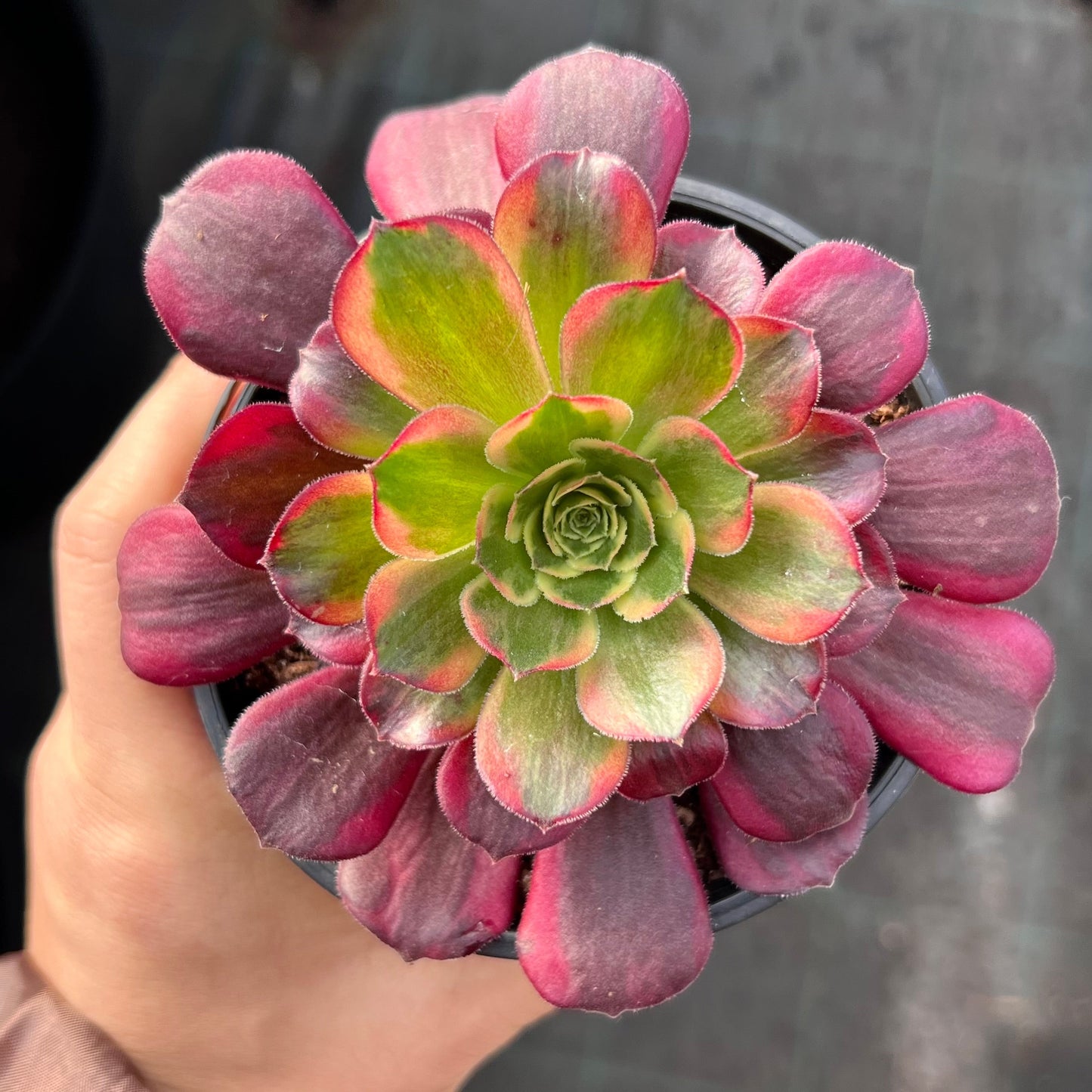 Aeonium Anna