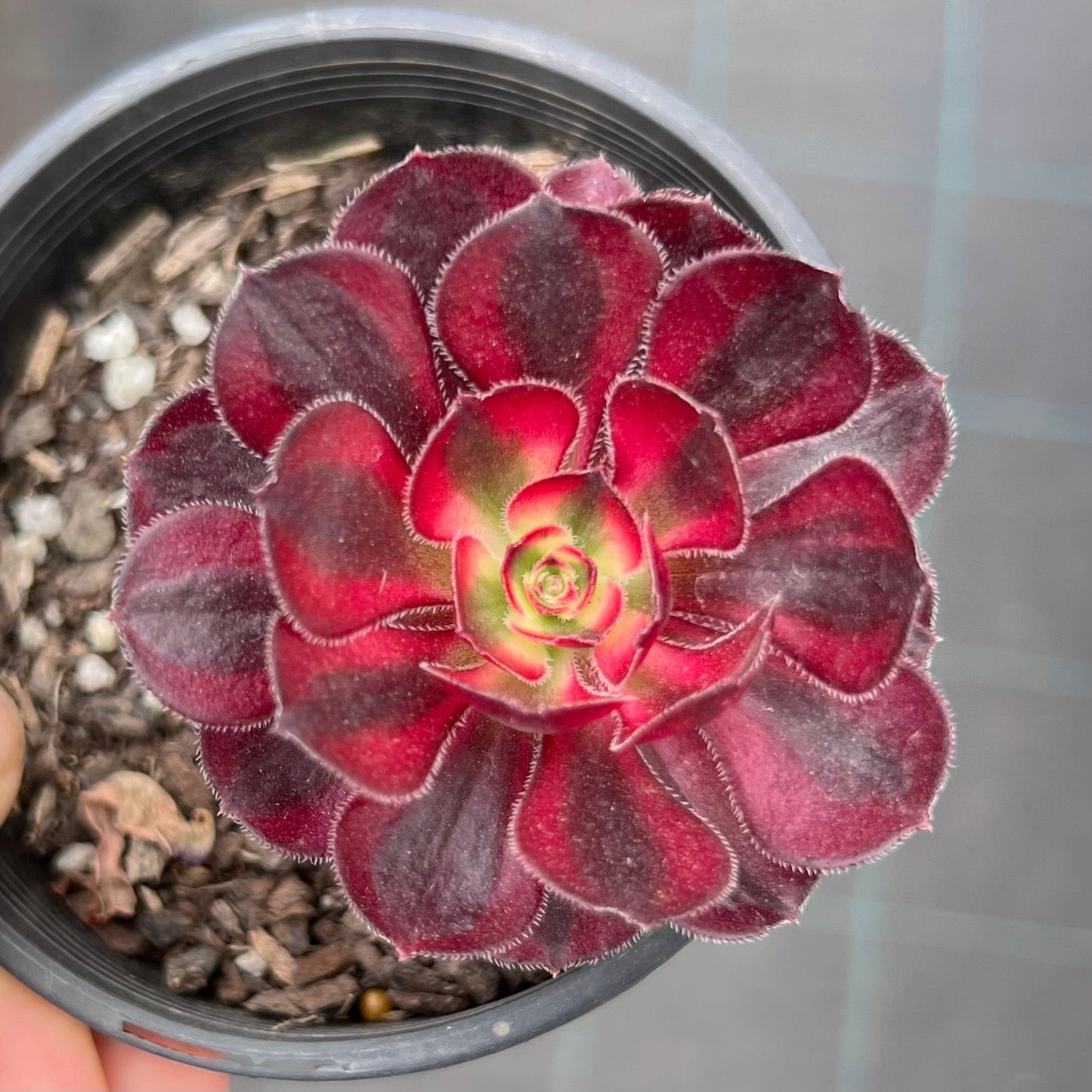 Aeonium Chanel