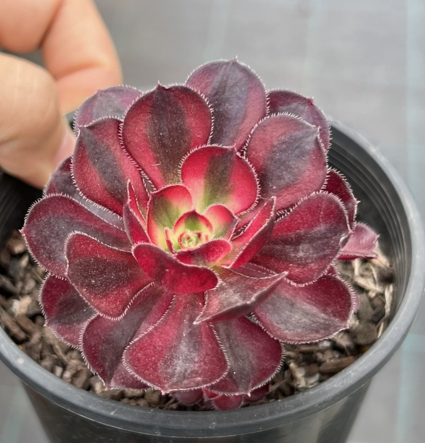 Aeonium Chanel