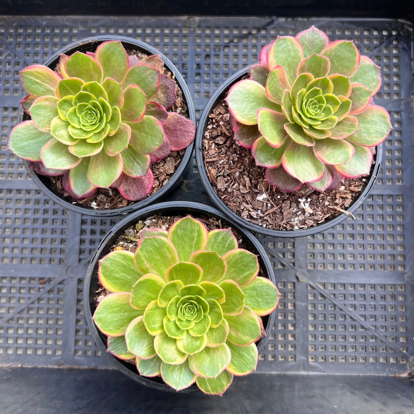 Aeonium Halloween yellow