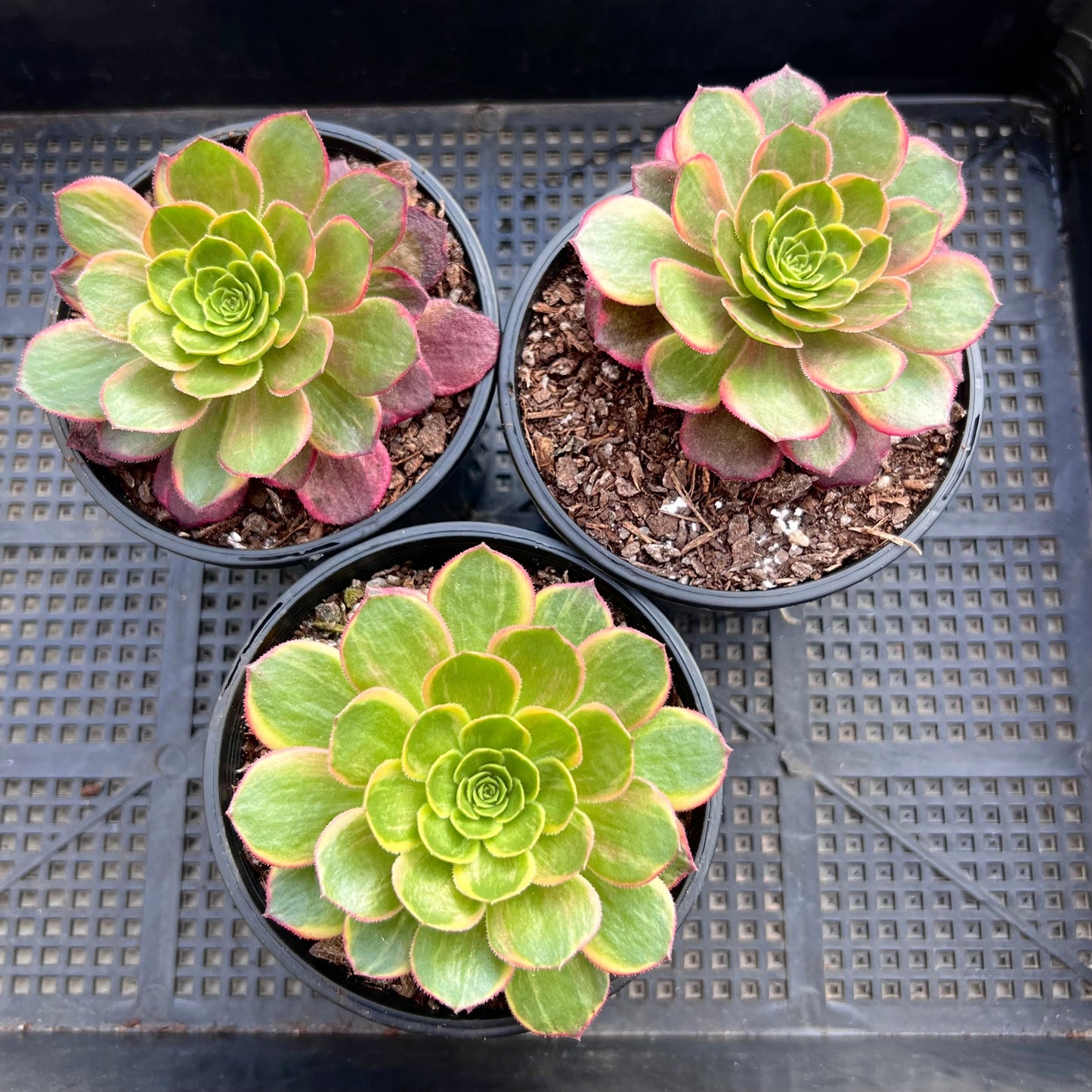 Aeonium Halloween yellow