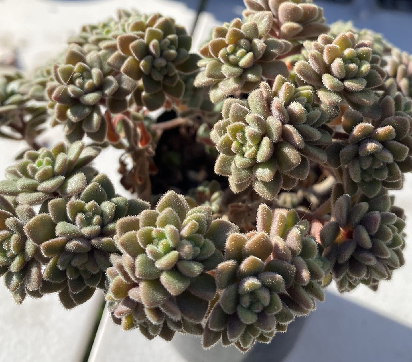 Aichryson bethencourtianum