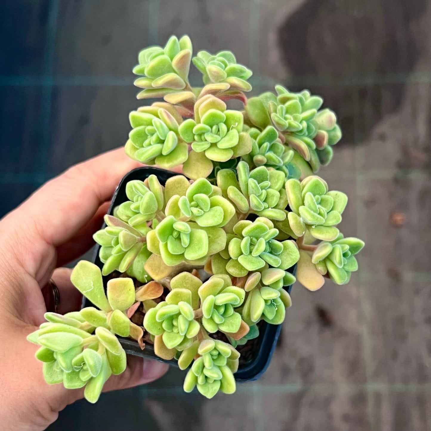 Aichryson bethencourtianum