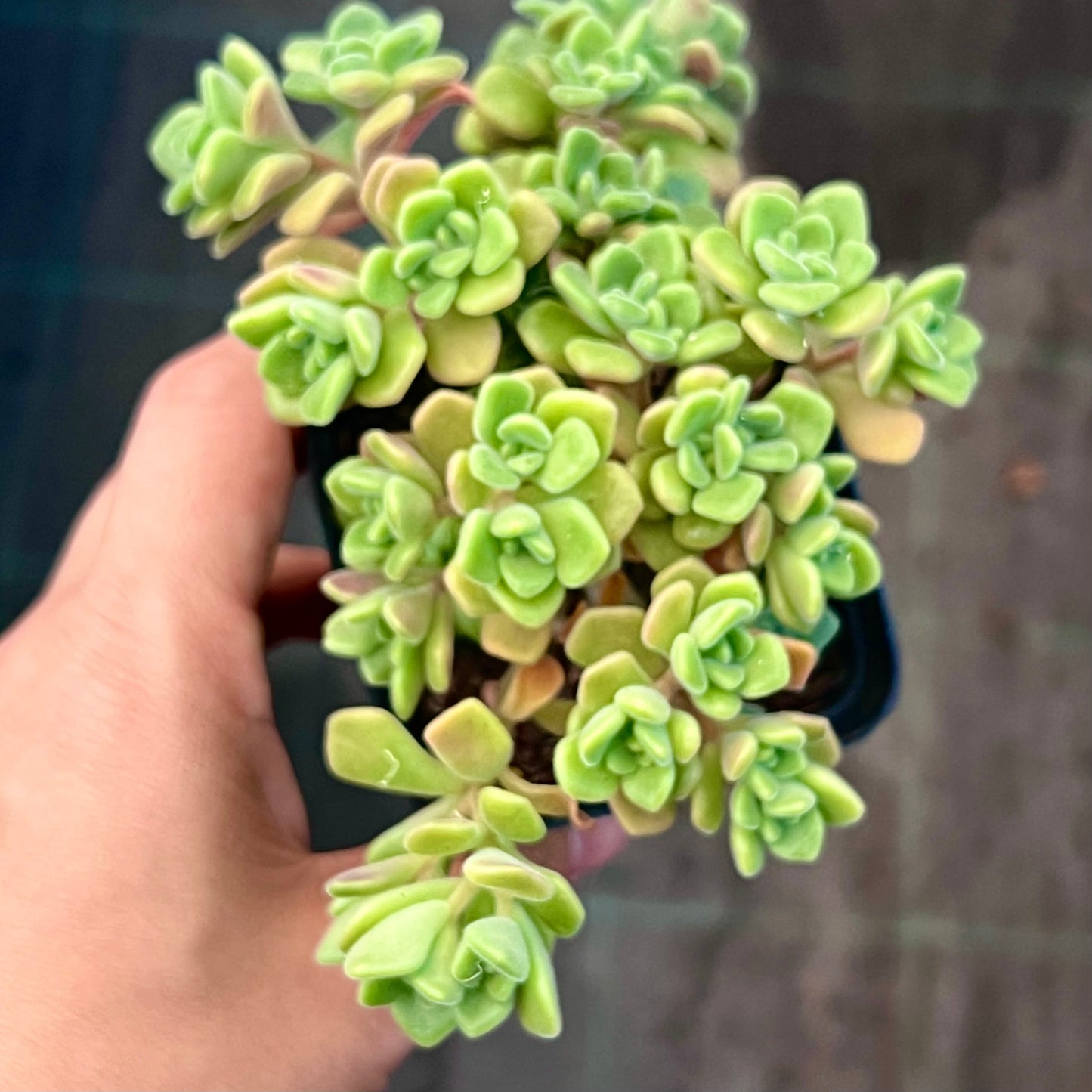 Aichryson bethencourtianum