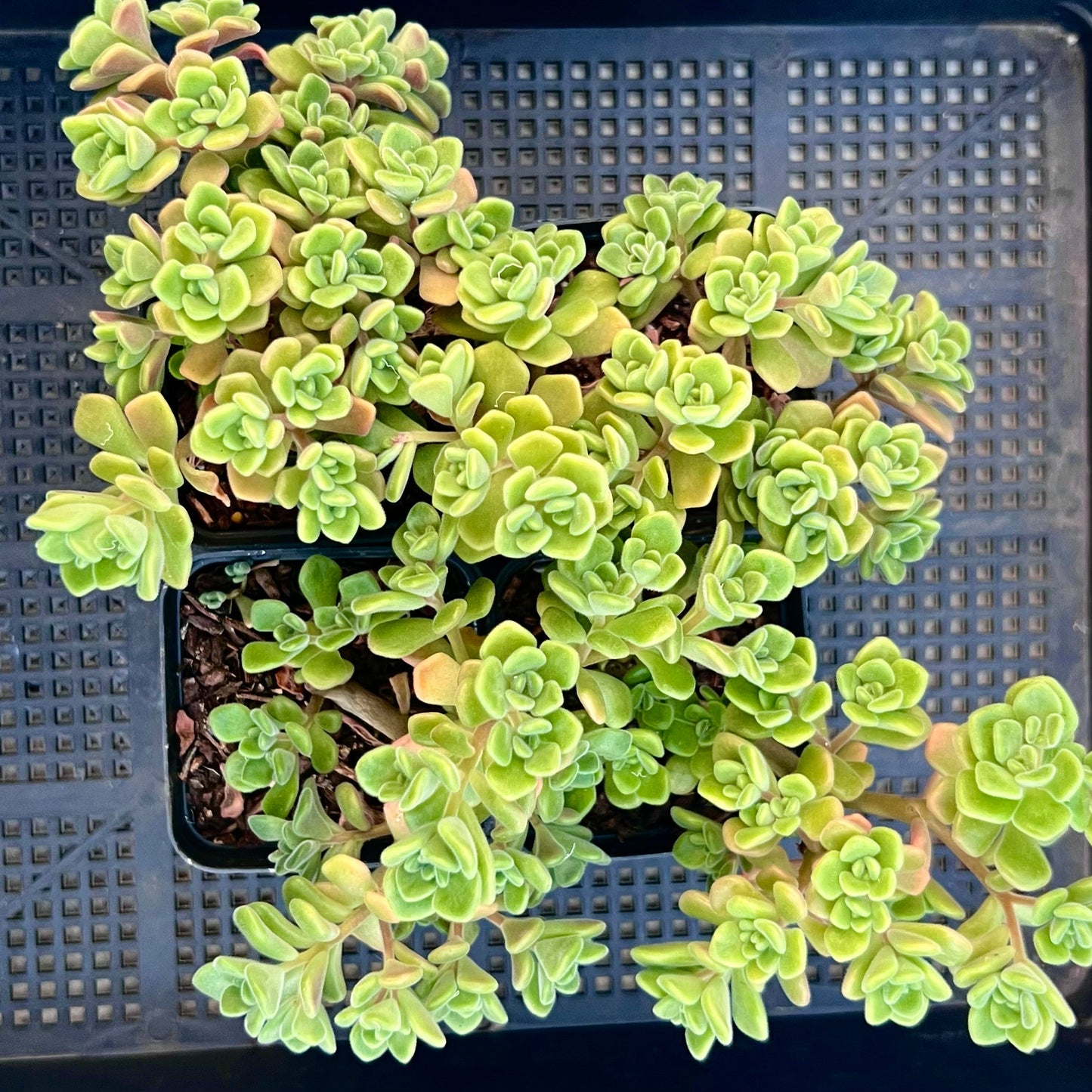 Aichryson bethencourtianum