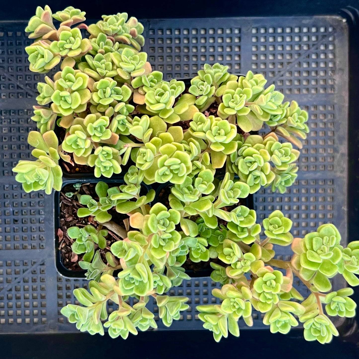 Aichryson bethencourtianum