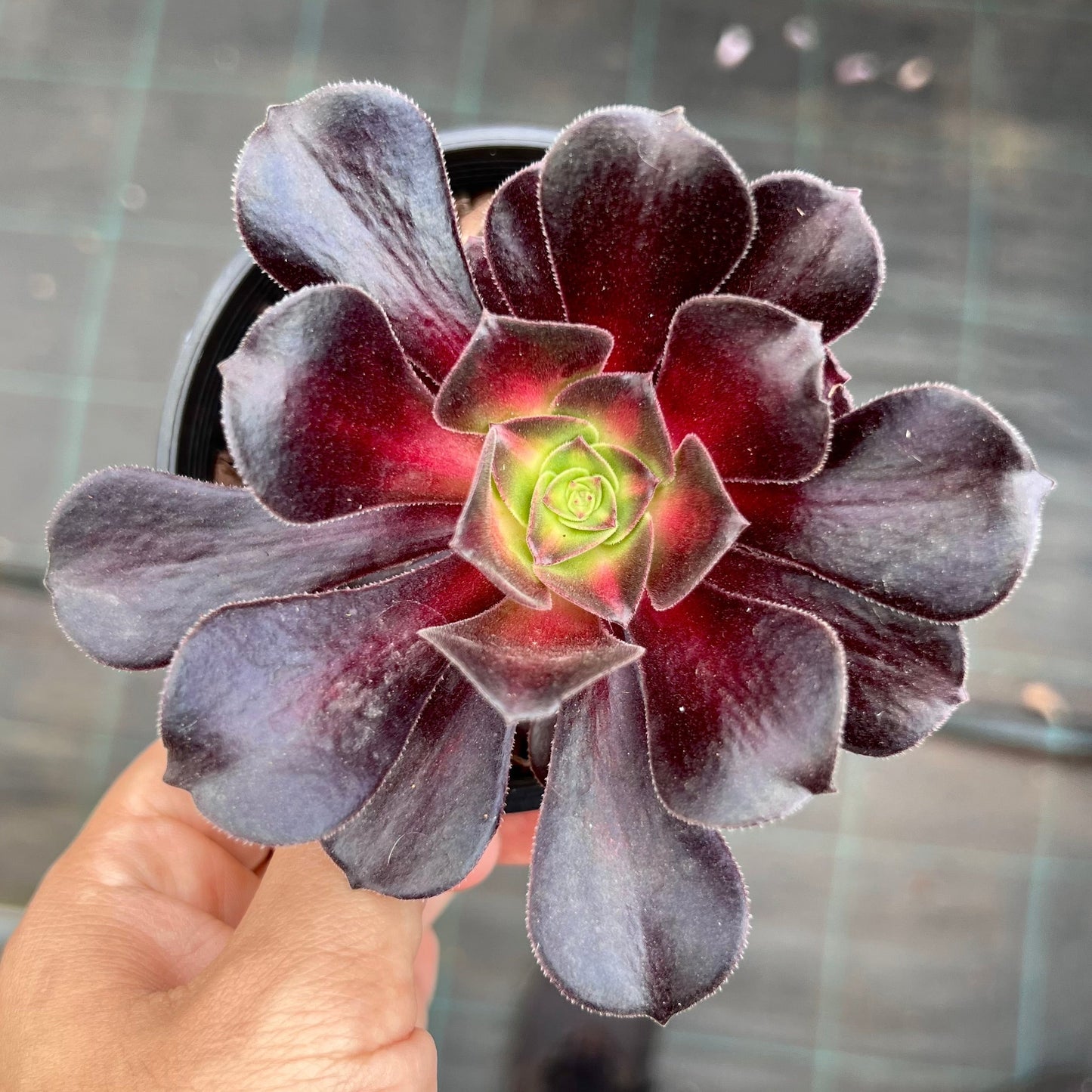 Aeonium 'Kilimanjaro'