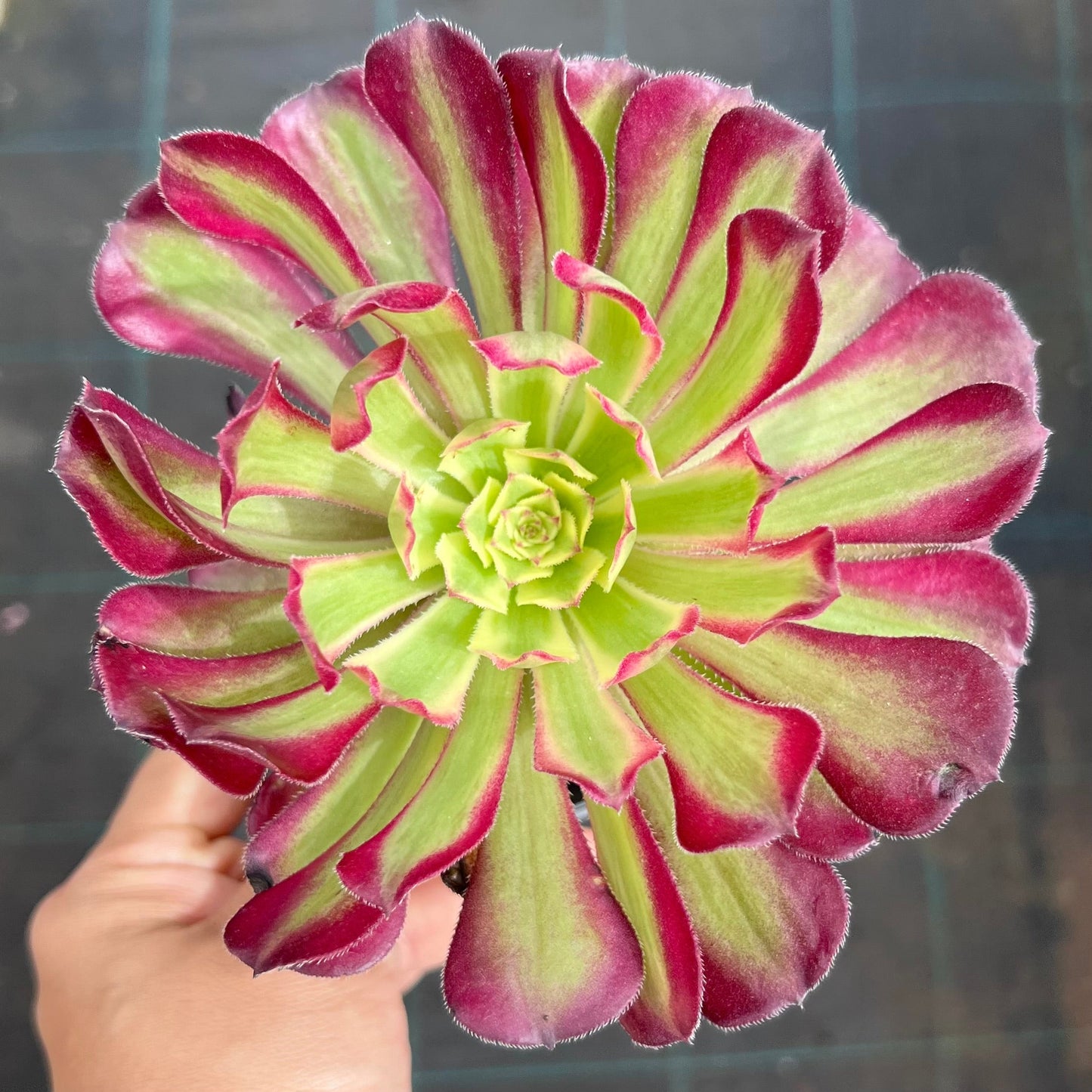 Aeonium Venus