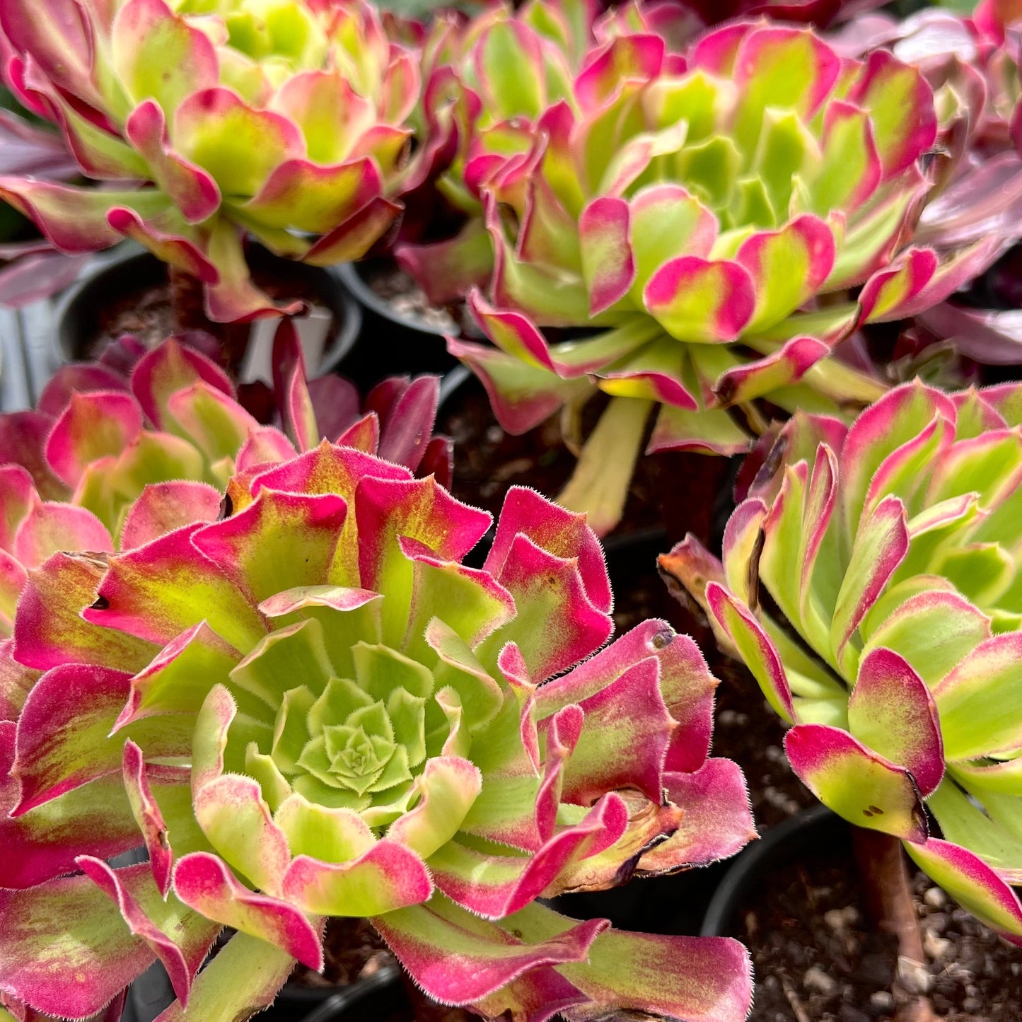 Aeonium Venus