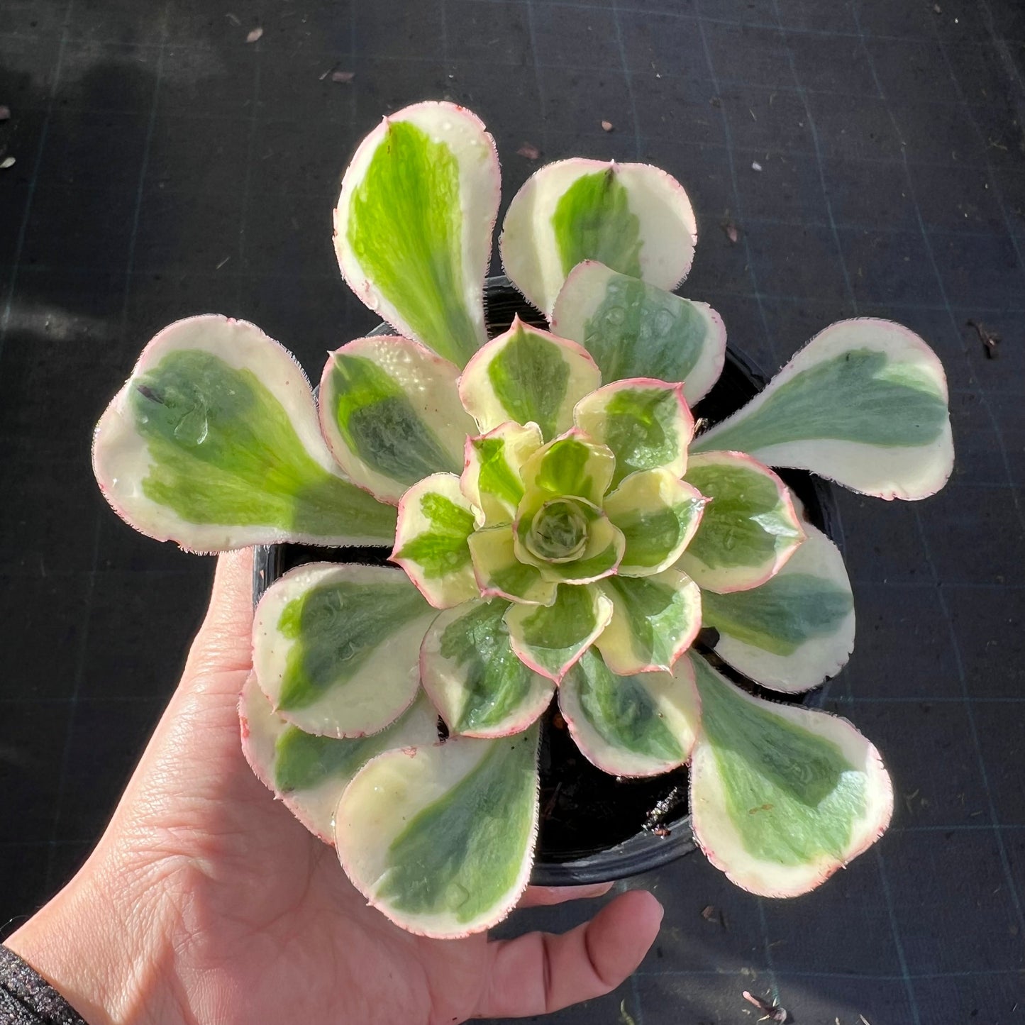 Aeonium Zeus