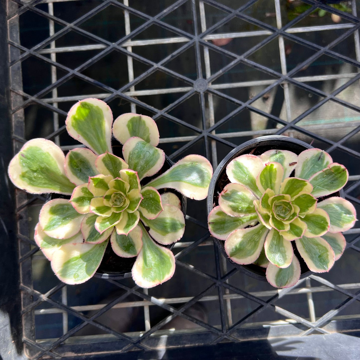 Aeonium Zeus