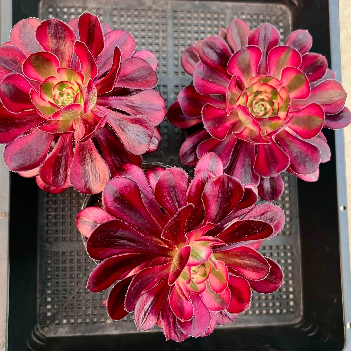 Aeonium Chanel