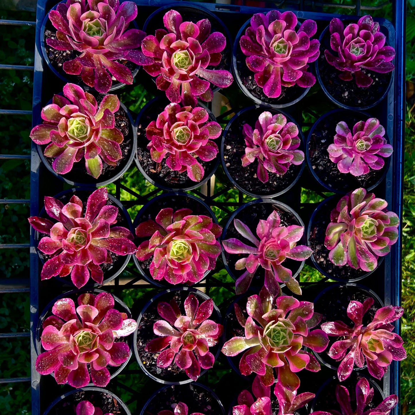 Aeonium Chanel
