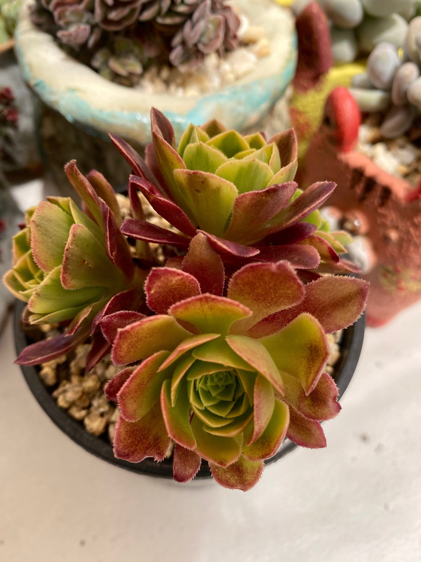 Aeonium fiesta