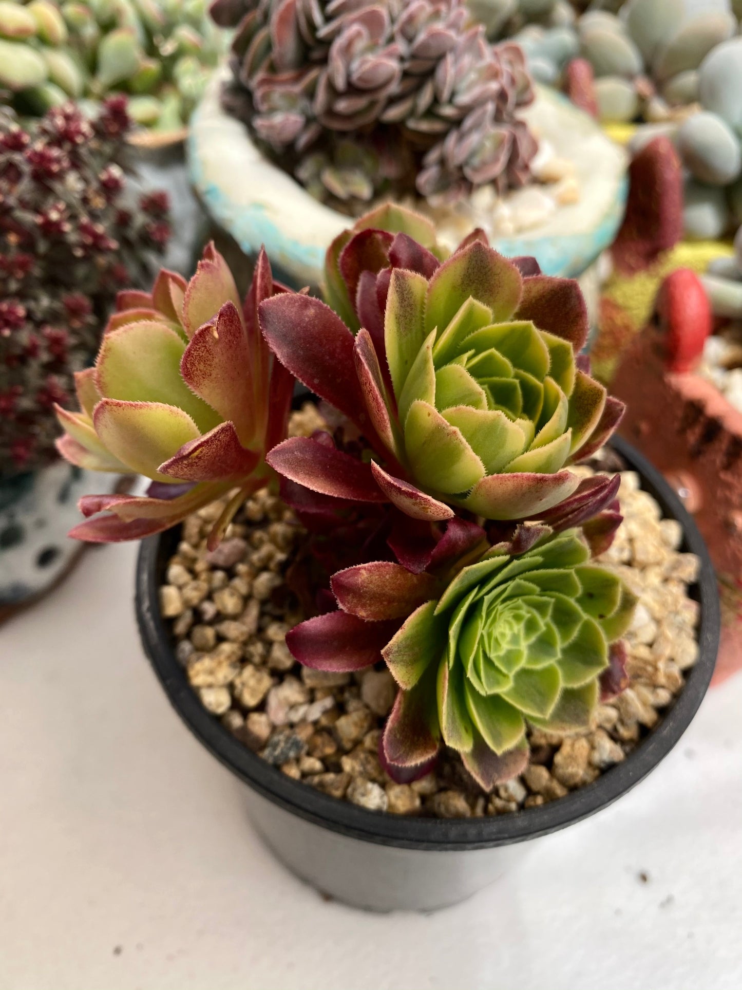 Aeonium fiesta
