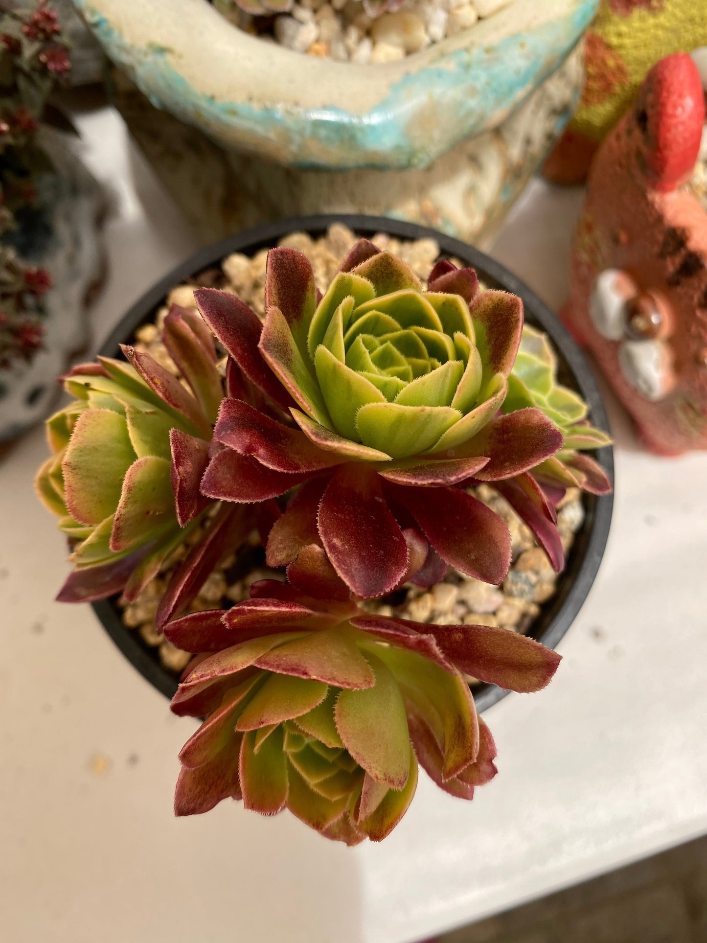 Aeonium fiesta
