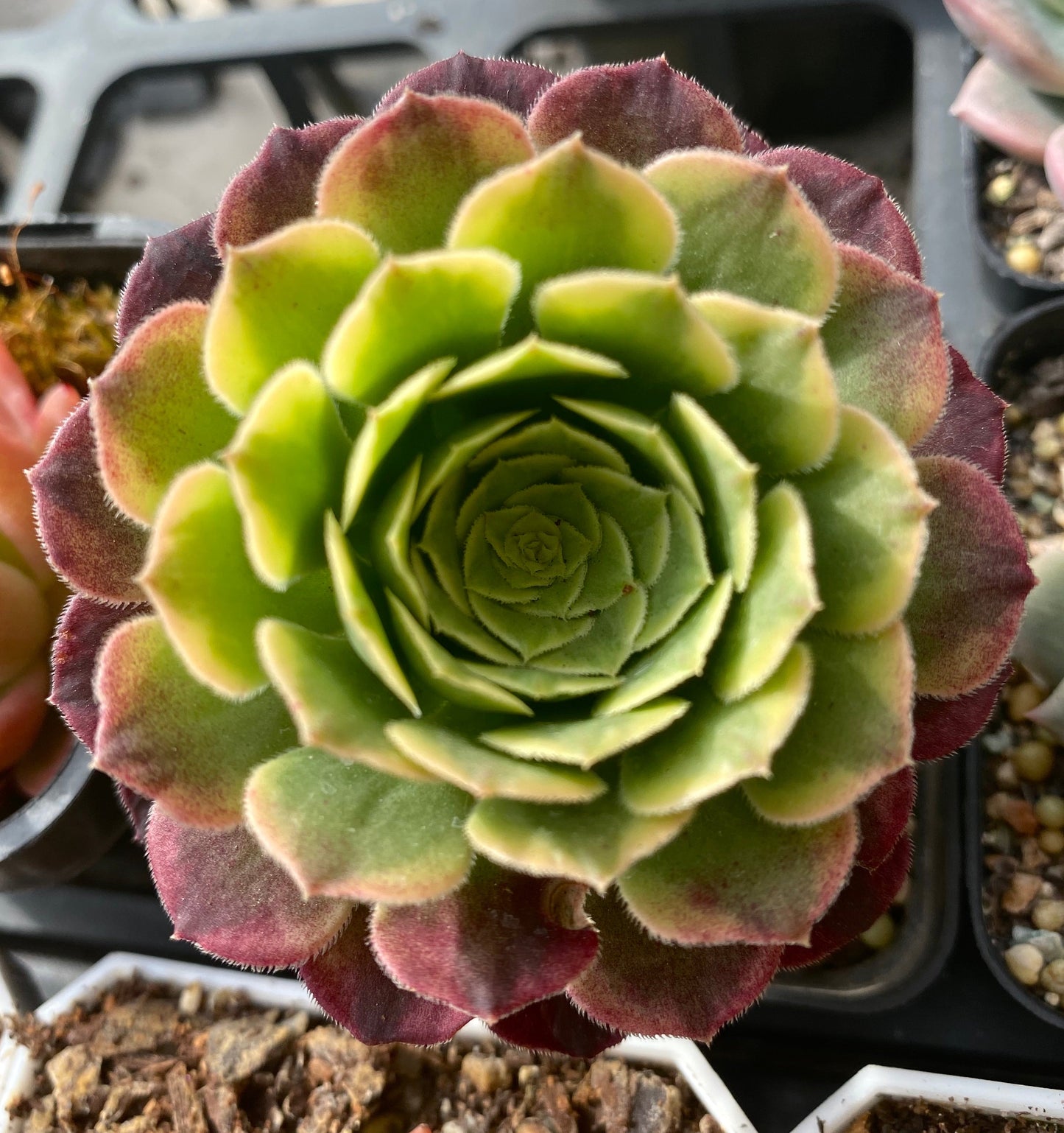 Aeonium fiesta