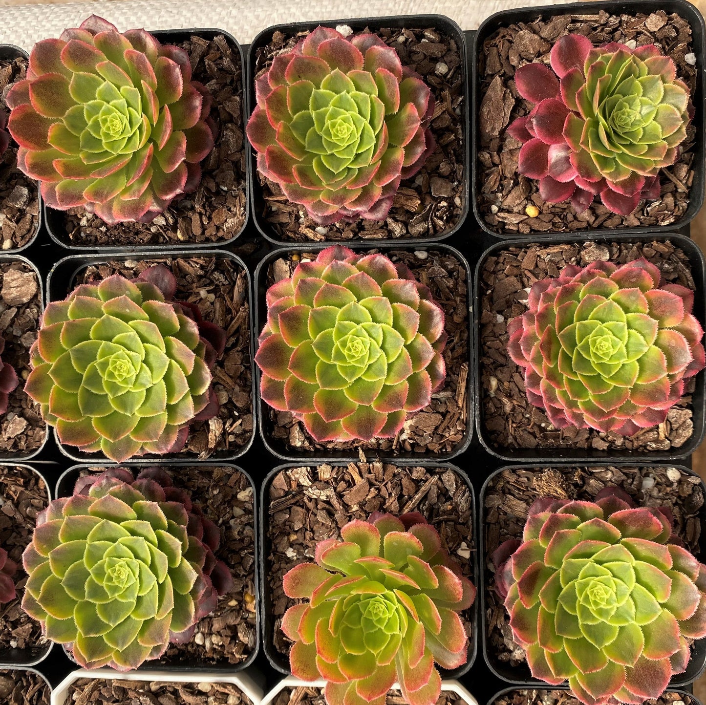 Aeonium fiesta