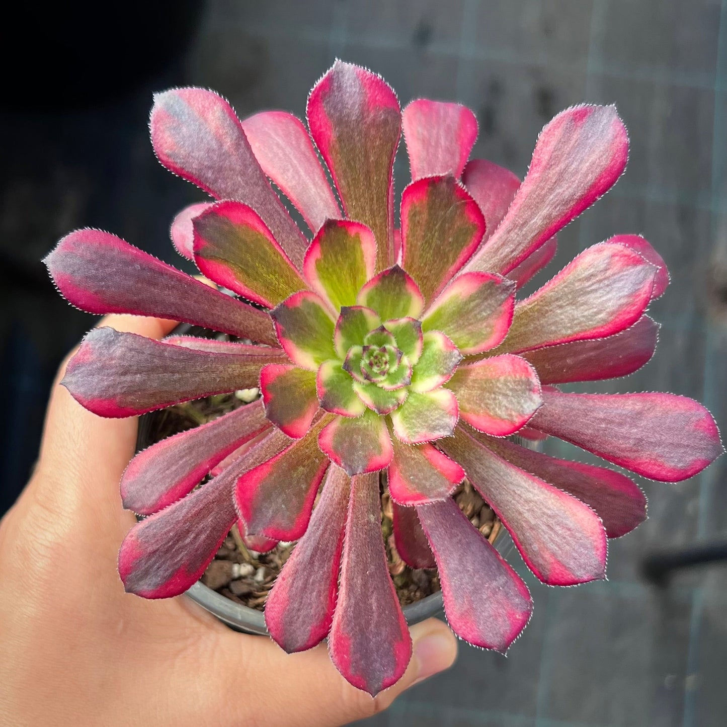Aeonium Red Kingkong