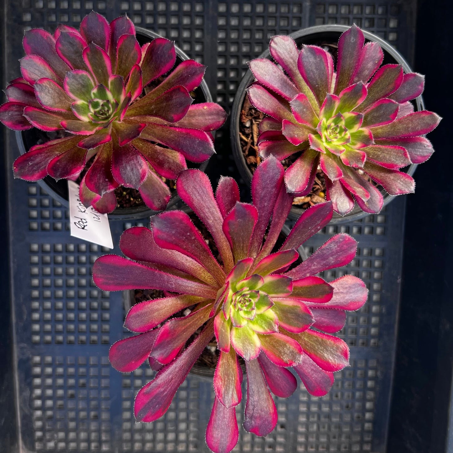 Aeonium Red Kingkong