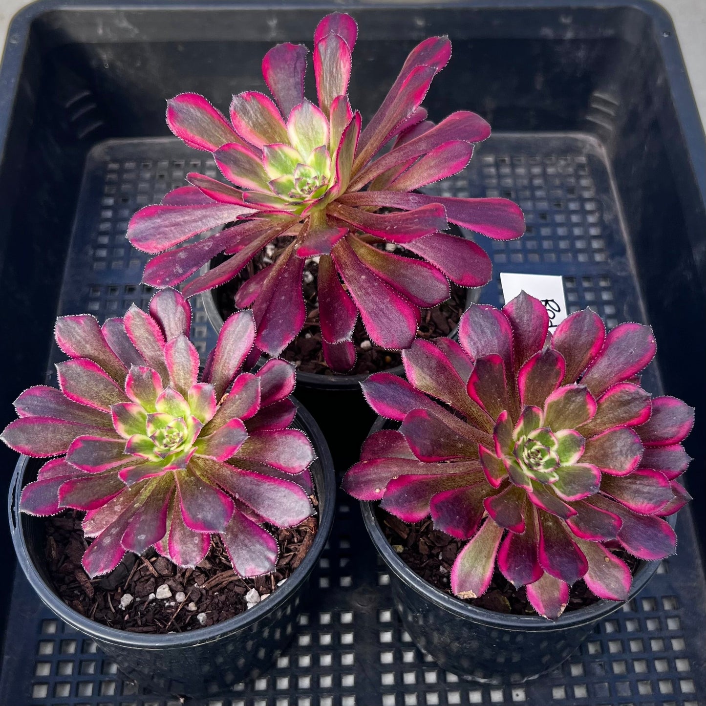 Aeonium Red Kingkong