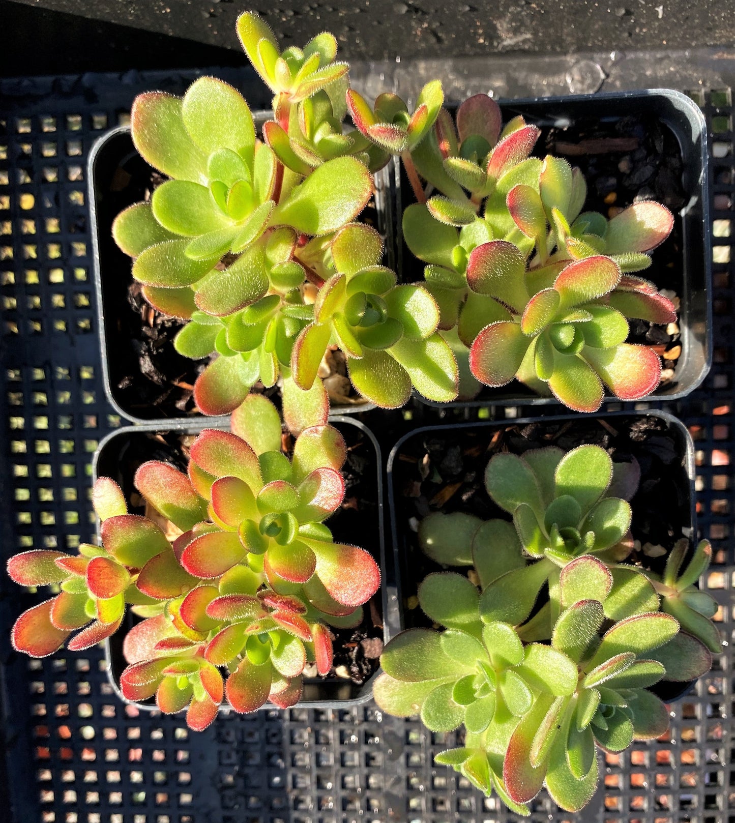 Aeonium saundersii
