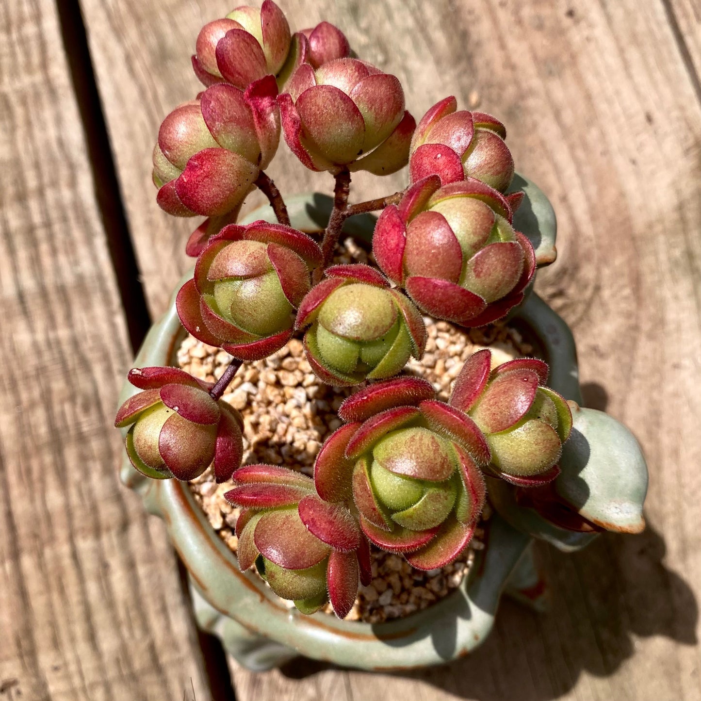 Aeonium saundersii