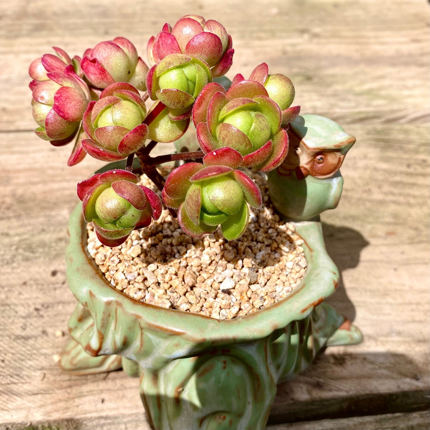 Aeonium saundersii